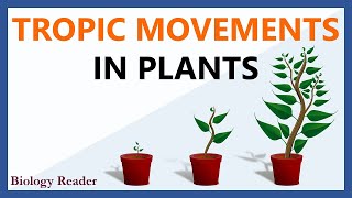 Tropic Movements in Plants  Meaning Tropism Key Points amp Types [upl. by Wilkey]