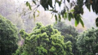 ASMRWhite noise that heals with the sound of rain while looking into a forest [upl. by Magas]