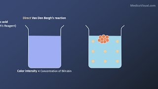 Van Den Berghs Reaction  Direct vs Indirect Bilirubin  Bilirubin metabolism [upl. by Nace]