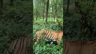 Royal Bengal tiger in Bengal safari Siliguri bengalsafari royalbengaltiger siliguri sikkim [upl. by Slen520]