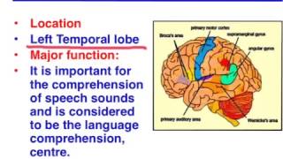 Brocas area vs Wernickes area  VCE Psychology [upl. by Nnahtur443]