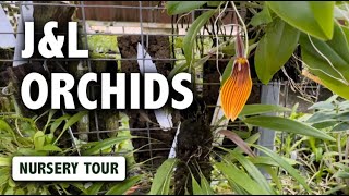 JampL Orchids Nursery Tour  Dracula Masdevallia Pleurothallis amp Miniature Orchids in Bloom [upl. by Annora]