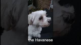 Why you should own a Havanese dog [upl. by Assiram750]