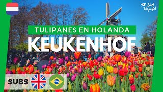 Keukenhof Todo sobre el mayor parque de tulipanes del mundo  Holanda [upl. by Kline17]