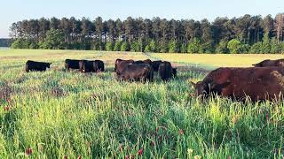 Cattle grazing clover grass mixture [upl. by Bultman]