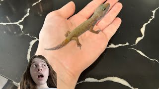 5 facts about Fabe my leopard gecko [upl. by Nrevel]