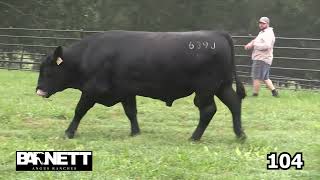 Barnett Angus Ranches Lot 104 [upl. by Parrish]