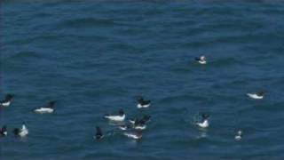 Puffins with raft of Razorbills [upl. by Anirak]