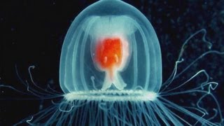 How to Live Forever Be a Jellyfish [upl. by Nylirret]