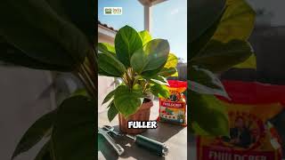 Top Care Tips for a Thriving Split Leaf Philodendron 🌿  Twig Terrace [upl. by Vange]