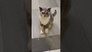 Cat shortvideo kucingimutlucu subscribe [upl. by Zollie]