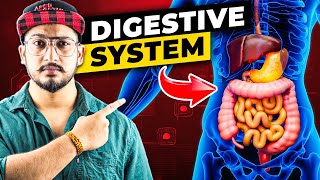 How Digestive System Works 3D Animation [upl. by Karas231]