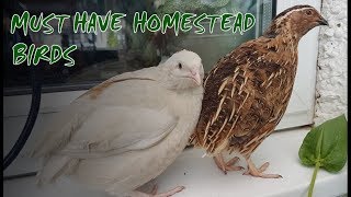 6 Reasons to Keep Quail  Perfect Homestead Birds [upl. by Milford805]