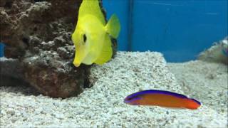 Neon Dottyback amp Yellow Tang Saltwater Tank [upl. by Onaimad]