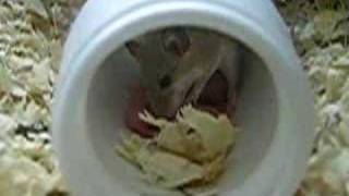 African Pygmy Mouse Mother and babies [upl. by Jeffery]