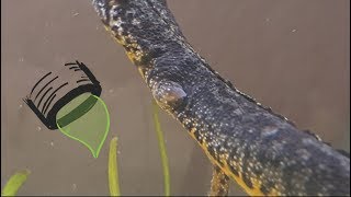 Salamander limb regeneration 4th week [upl. by Mateya426]