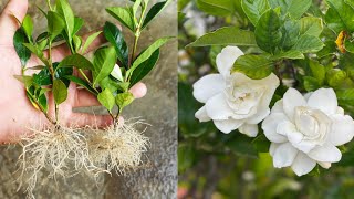 Grow Gardenia plant From Cuttings Faster way [upl. by Nidorf892]