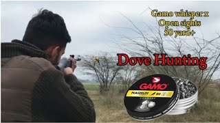 Dove Hunting with Airgun open sights  Air rifle birds hunting video dovehunting airgun [upl. by Tabber63]