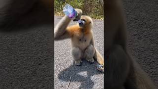 Gibbon Is Thirsty🥹 gibbons gibbon monkeys [upl. by Anairt]