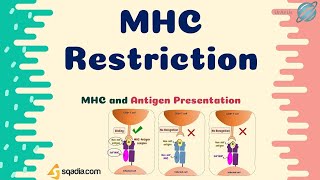 MHC Restriction of TCell [upl. by Dominica]