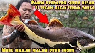 PANEN IKAN MOSNTER YANG MAKAN TERNAK WARGA [upl. by Perlie]