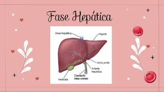 FASES DE LA HEMATOPOYESIS [upl. by Sucramrej]