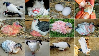 I Hatched a baby from a Pigeons egg  Pigeon baby Growth 1 to 27 days Progress [upl. by Andriette]