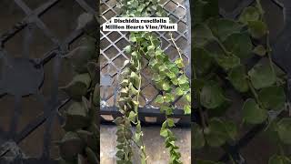 Million Heart Vine  Dischidia ruscifolia plants garden flowers fy [upl. by Dieter794]