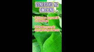 Gmelina Tree Benefits [upl. by Alcinia]