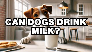 Can Dogs Drink Milk Explained [upl. by Jolee]