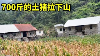 3年的土猪有700斤，高度都有1米了，庞然大物比牛都大【山农乐哥】 [upl. by Llerdnad]