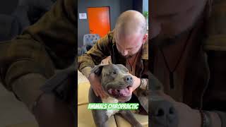 Animals Chiropractic 💚💚asmr dogshorts foryou dogs chiropractic türkiye love [upl. by Gitel950]