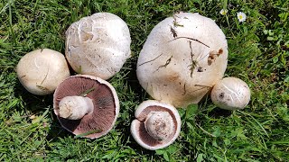 Agaricus campestris Champiñón silvestre  Field Mushroom ComestibleEdible [upl. by Annoeik]