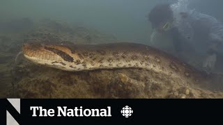 TheMoment scientists discovered a new species of giant snake [upl. by Yrolg]