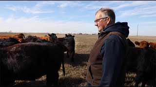 Stand Strong Simmental Eichacker Simmentals South Dakota [upl. by Firmin]