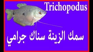 انواع سمك الزينة جرامي معلومات مع الصور من عائلة Trichopodus [upl. by Sparrow]