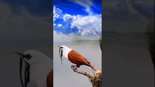 Threewattled bellbird bird nature animals [upl. by Nivahb482]