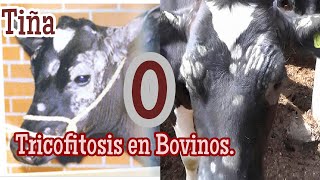 Tricofitosis o tiña en Bovinos Tratamiento Ganaderiaymuchomas saludanimal bovinos [upl. by Nylaras587]