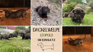 Leopold  Flausen im Kopf  ein Dackelwelpe dreht auf [upl. by Skerl316]