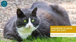 WAAROM ZIJN KATTEN TEGENWOORDIG ZO VAAK TE DIK  De gelukkige huiskat  Kattengedrag [upl. by Stallworth353]