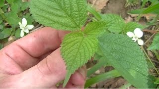 Wood Nettle Identification and Harvesting [upl. by Bander209]