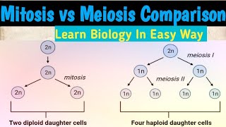 Mitosis vs Meiosis  mitosis and meiosis cell division biology [upl. by Agathe217]