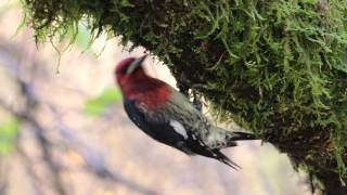 Redbreasted Sapsucker Sphyrapicus ruber [upl. by Leksehc]