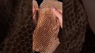 asmr satisfying beeswax honeycomb [upl. by Jenni]