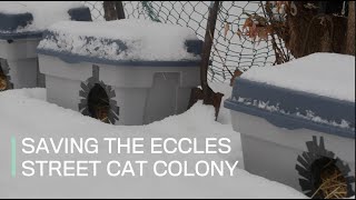 Saving the Eccles Street cat colony [upl. by Ninnetta955]