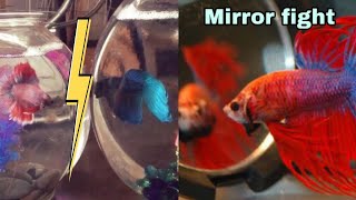 Two betta fish meeting for the first time  mirror challenge [upl. by Neelyk]