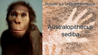 Australopithecus sediba [upl. by Eerehc]