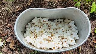 Mess Kit Popcorn [upl. by Gleich]