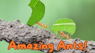 Amazing Ants Strength Secrets Revealed [upl. by Patterson]