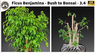 Ficus Benjamina  Bush to Bonsai  34 [upl. by Boorman]